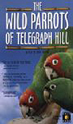 The Wild Parrots of Telegraph Hill